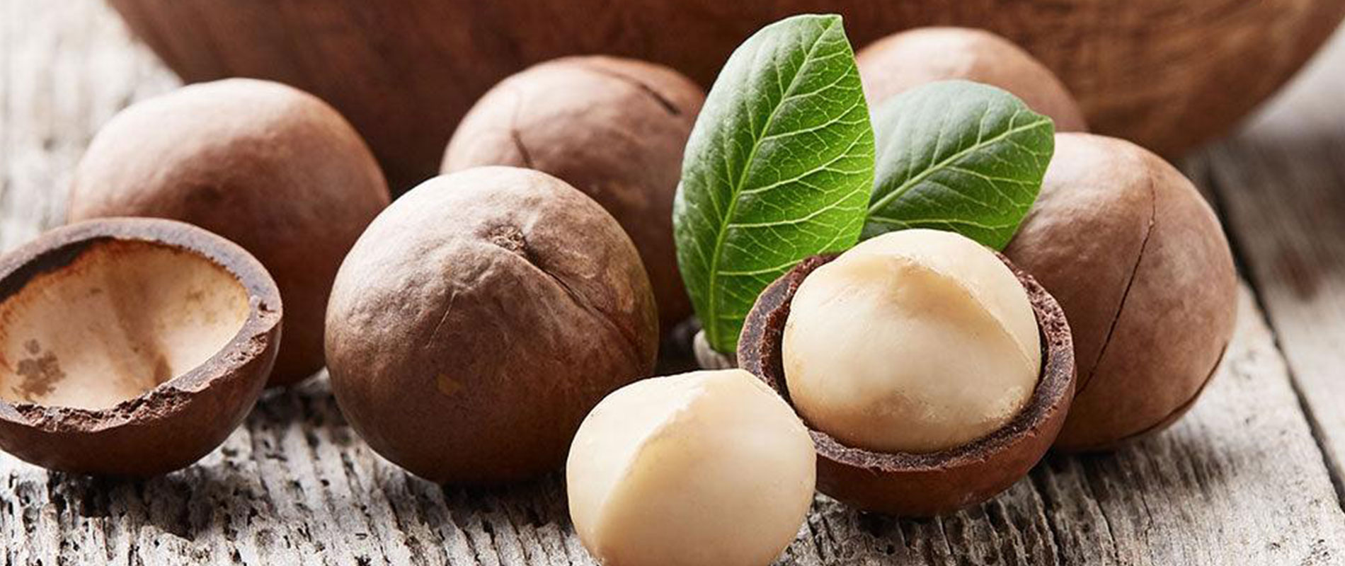فندق ماکادمیا